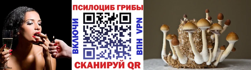 Псилоцибиновые грибы Psilocybine cubensis  Гатчина 